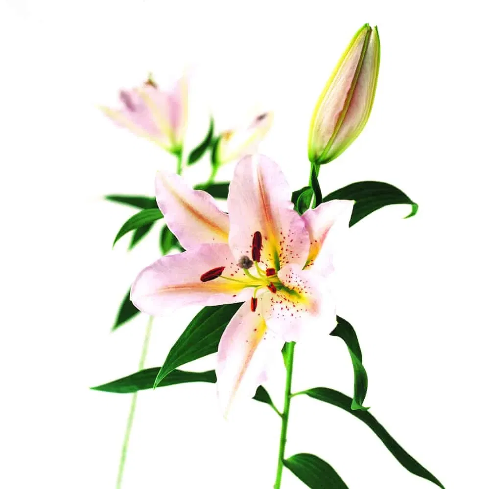 mooie bloemen, lillie