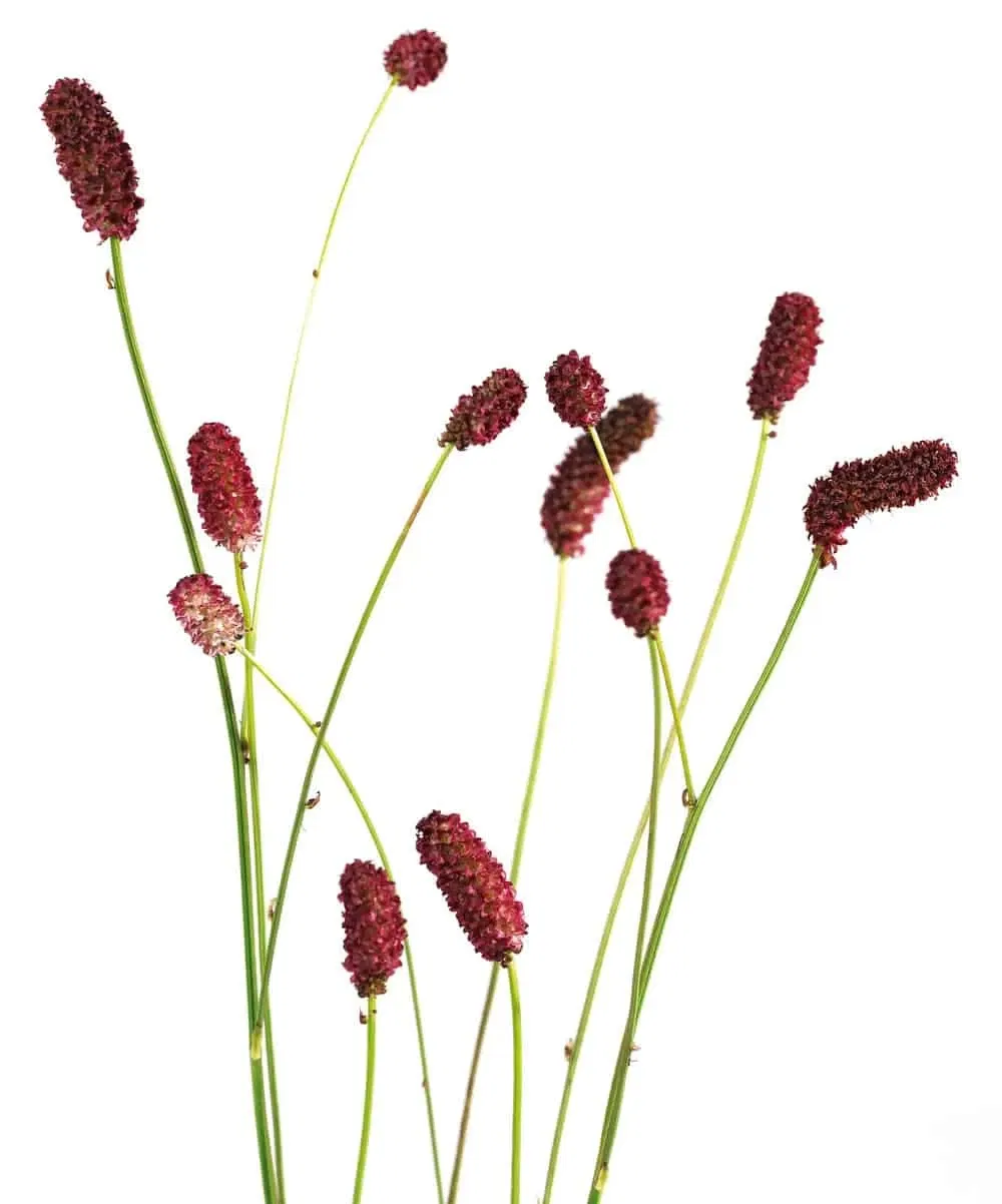 mooie bloemen, wiesenknop