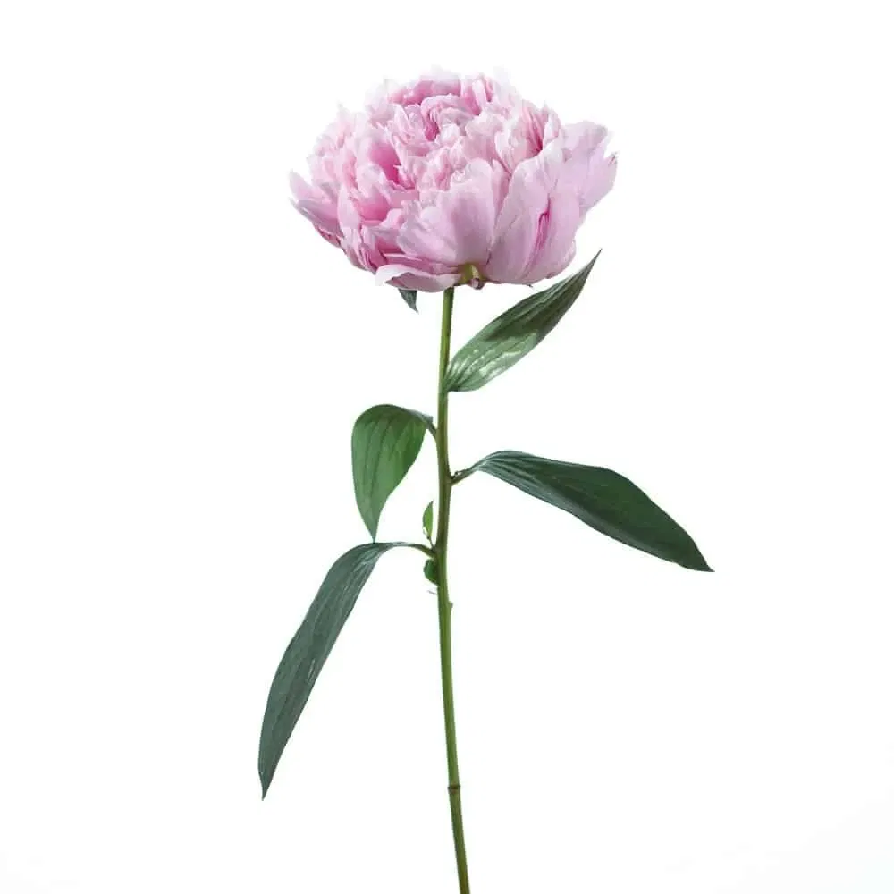 mooie bloemen
