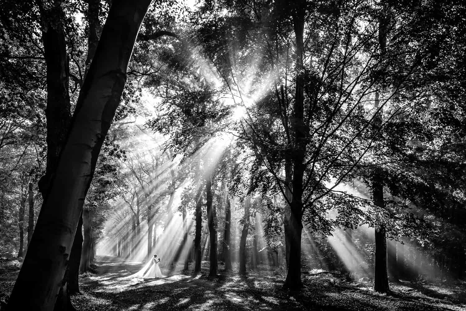 bruidsfoto, bos