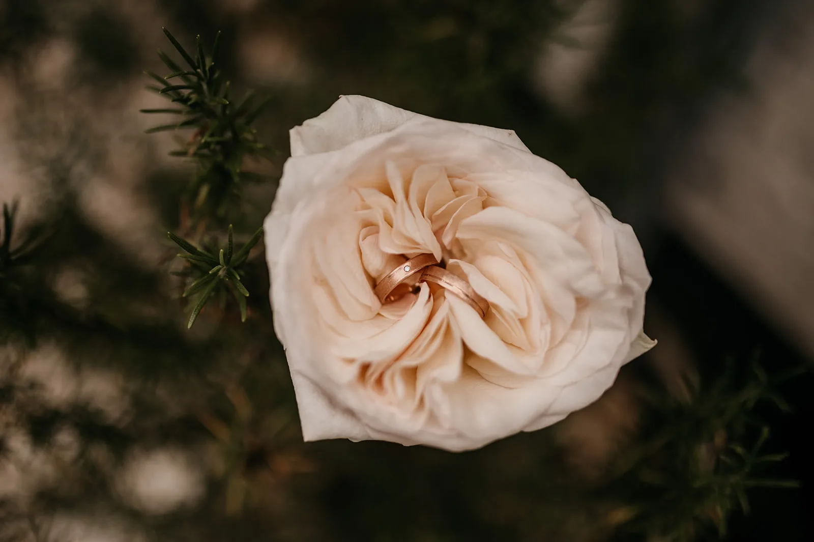 Rings of Love | ‘Trouwringen Thuis’ is uniek! Rings of Love | ‘Trouwringen Thuis’ is uniek!