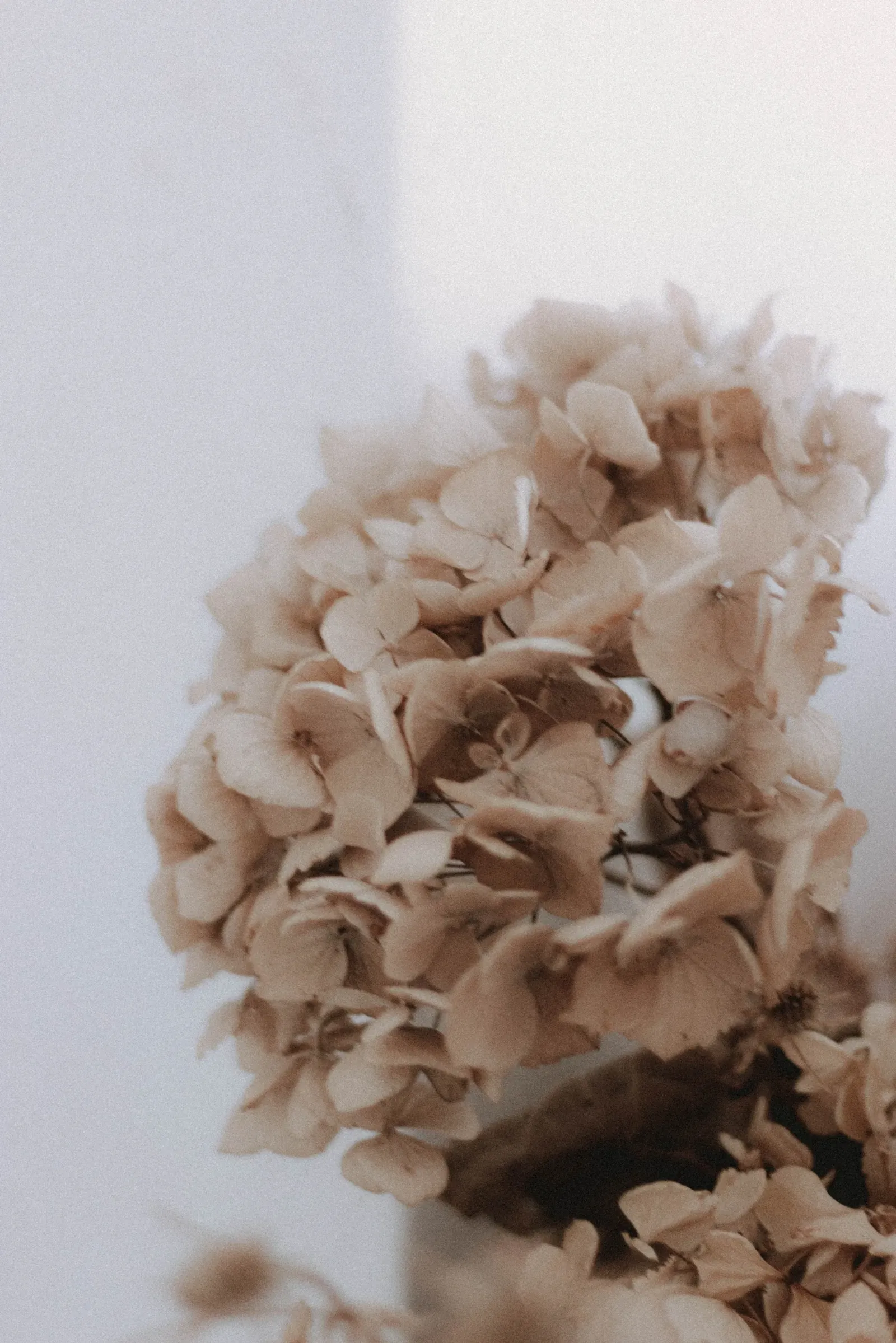 Gedroogde hortensia bloemen