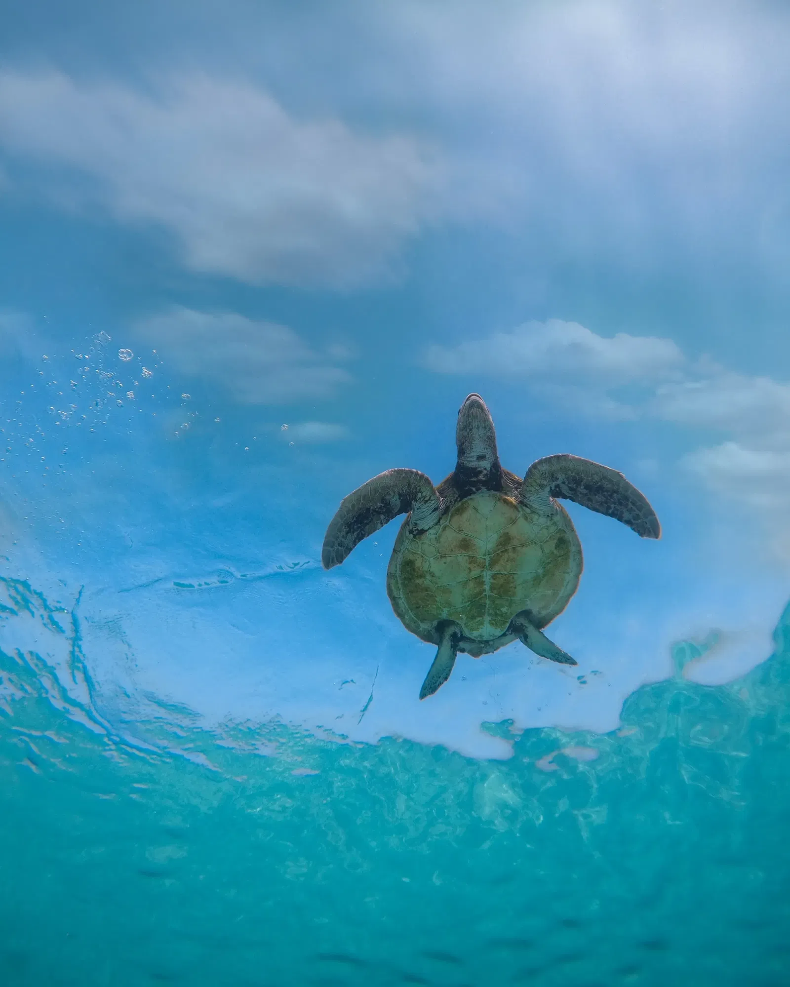 schildpad, zee, Malediven, huwelijksreis
