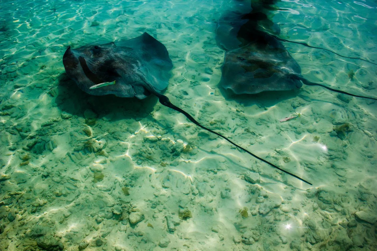 Mantaroggen op Bora Bora, lagoonarium, huwelijskreis