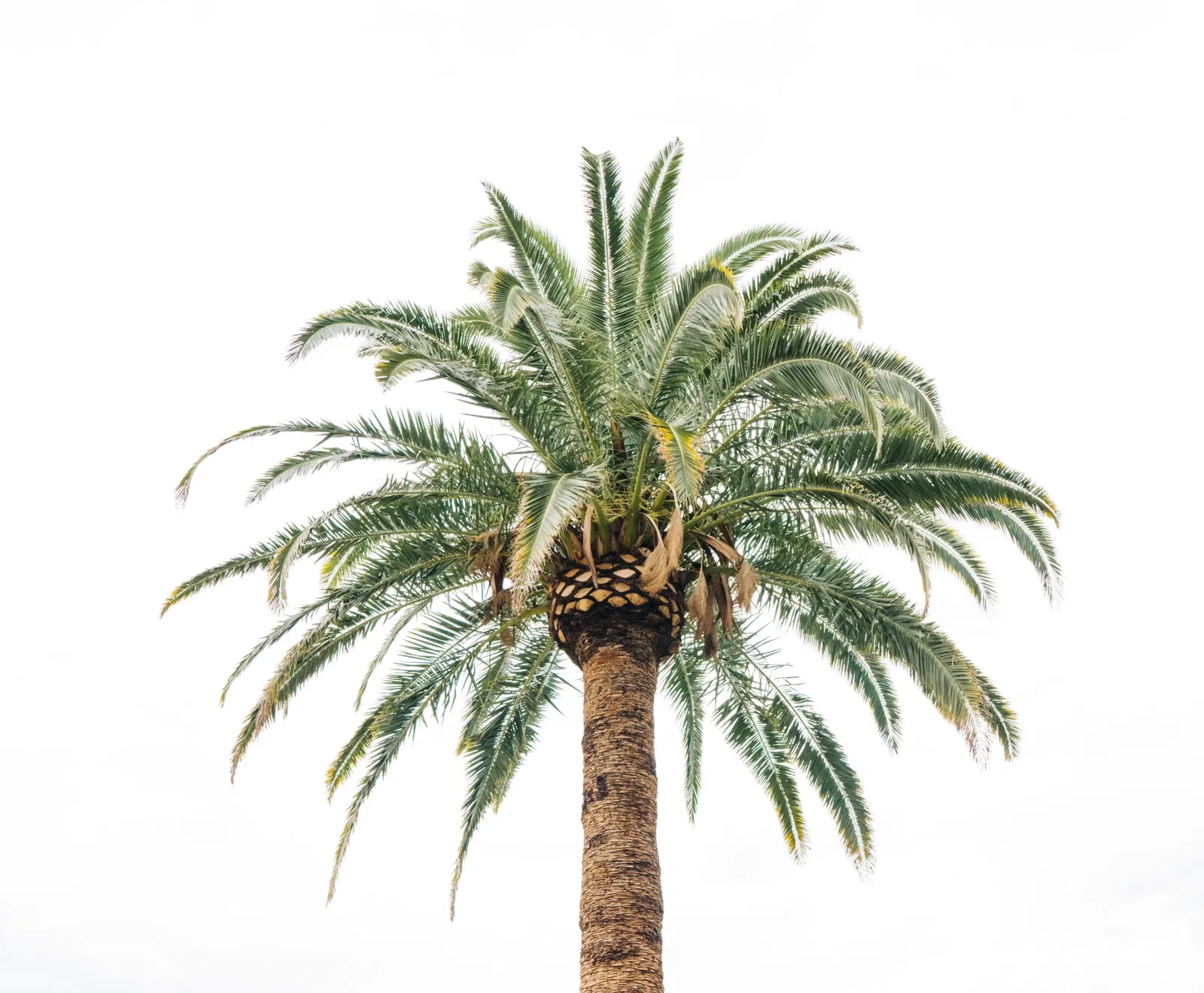 Coco de mer palmboom