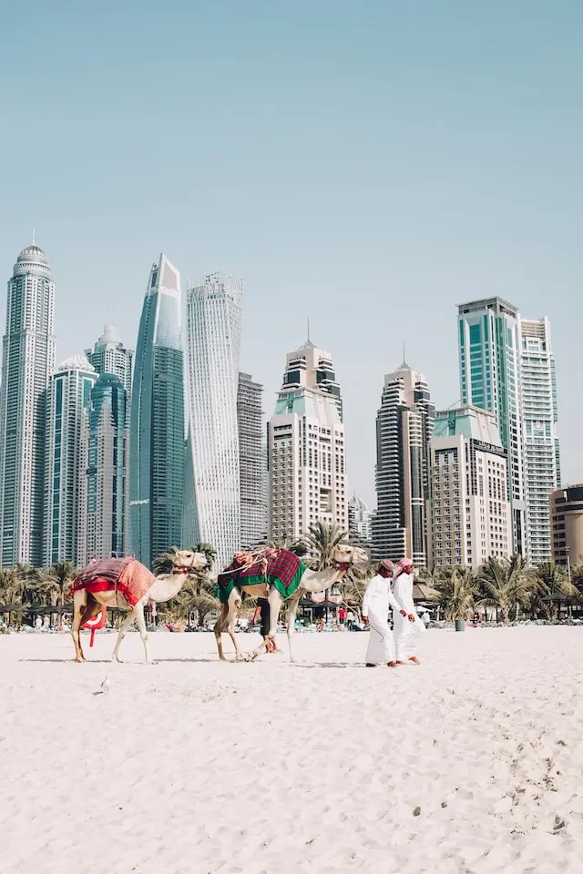 Kamelen in Dubai