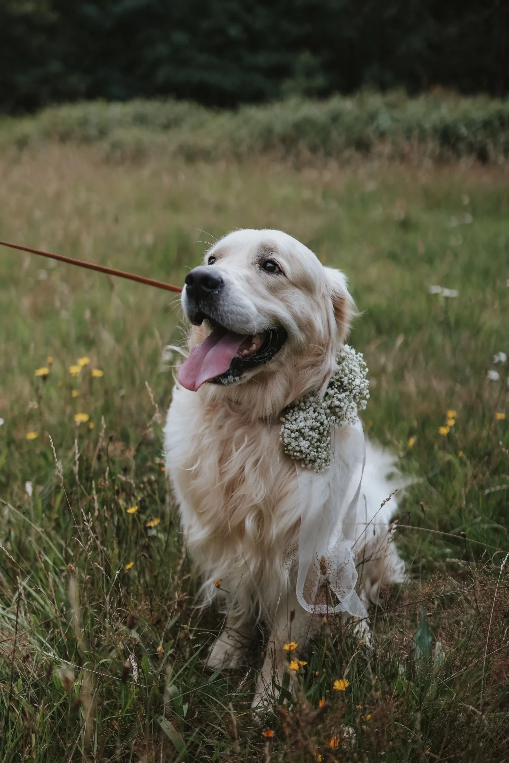 Vrolijke golden retriever in gras.