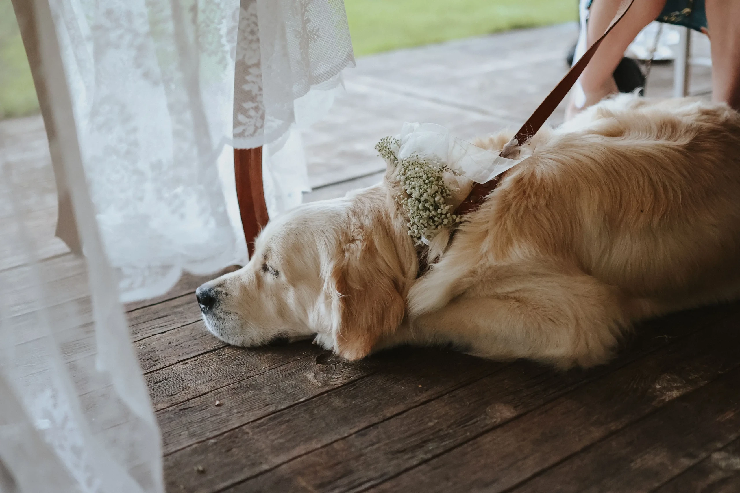 Tips & Tricks: jullie hond op de bruiloft Tips & Tricks: jullie hond op de bruiloft
